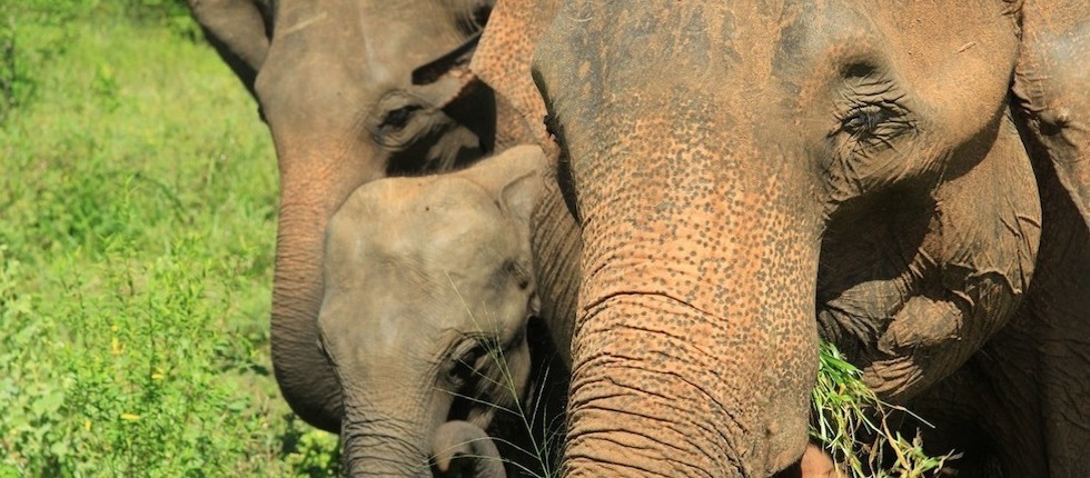 Indian elephants close up by Insider Tours