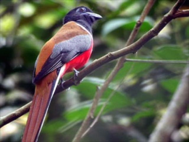 Insider-Tours South India Bird & Nature tour/3